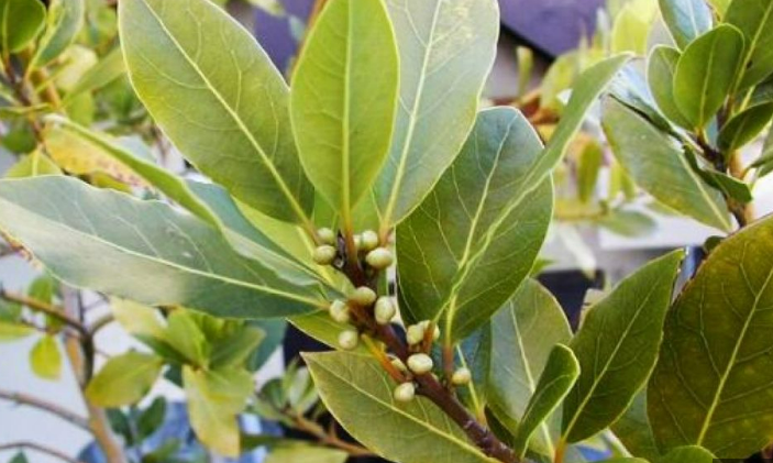 The plant that helps you overcome insomnia, snoring, regulates blood pressure, and blood sugar – it’s a Blessing from God