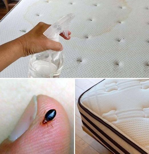 Spray disinfectant for the mattress