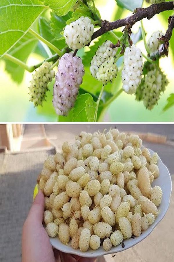White Mulberries: A Sweet and Nutrient-Rich Delight