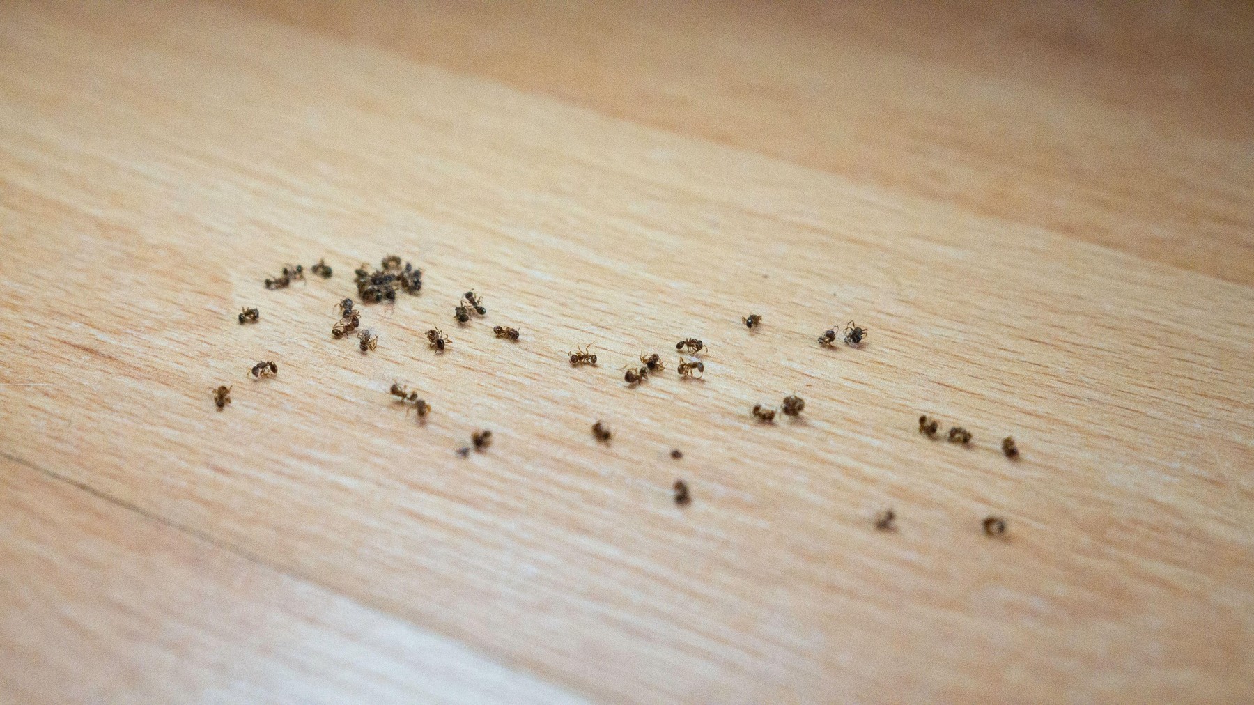 The powerful mixture that permanently rids you of ants in the house. It’s the most effective, you don’t need anything else