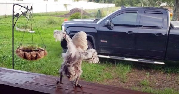 Cockatoo Rescued From a Hard Life Dances to His Favorite Song