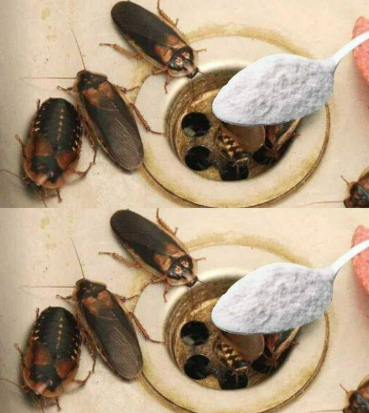 How to get rid of fleas, ants and cockroaches from your home forever