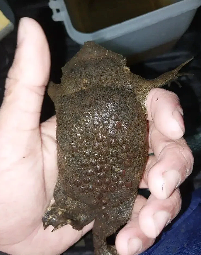 Surinam toad with embryos on its back